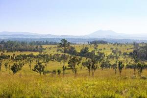 Thung Salaeng Luang Nationalpark. Savannenfeld und Kiefer. Provinz Phetchabun und Phitsanulok. nördlich von thailand. Landschaftsansicht foto