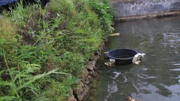 traditionelle Fischteiche im Dorf foto