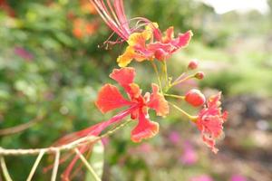 schöne frische Blumen als Hintergrund foto