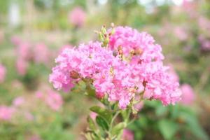 schöne frische Blumen als Hintergrund foto