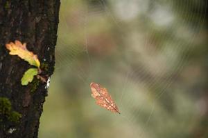 Herbstblätter färben sich im Wald foto