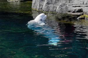 ein weißes Beluga-Delfin-Porträt foto