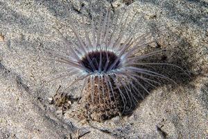 ein ceriantus unterwassermeergelber blumenwurm in cebu philippinen foto