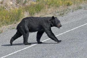 Ein Schwarzbär, der die Straße in Alaska, Britisch-Kolumbien, überquert foto