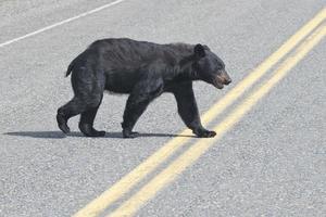 Ein Schwarzbär, der die Straße in Alaska, Britisch-Kolumbien, überquert foto