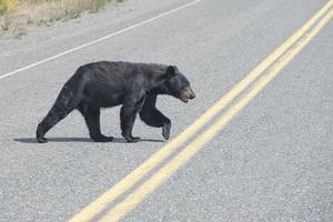 Ein Schwarzbär, der die Straße in Alaska, Britisch-Kolumbien, überquert foto