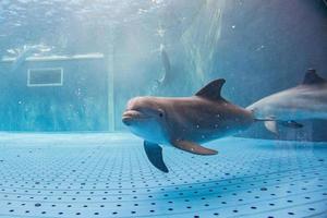 Aquarium-Delphin unter Wasser, der Sie ansieht foto