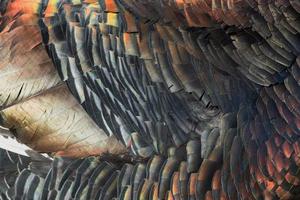 Truthahn versieht metallischen Hintergrund des Regenbogens mit Federn foto