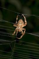 Spinne, die an ihrem Netz hängt foto