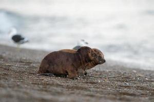 neugeborenes Seelöwenbaby am Strand in Patagonien foto
