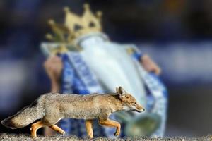 echte fuchs leicester city fußballverein tapete foto