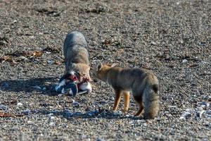 grauer Fuchs, der einen Pinguin am Strand isst foto