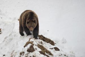 isolierter schwarzer bär brauner grizzly, der auf den schnee geht foto