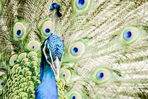 schöne Vogelnahaufnahme foto