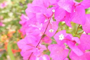 schöne frische Blumen als Hintergrund foto