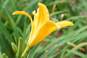 schöne frische Blumen als Hintergrund foto