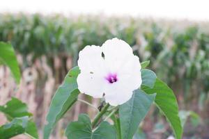 schöne frische Blumen als Hintergrund foto