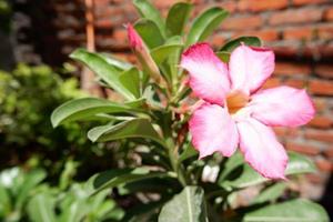 schöne frische Blumen als Hintergrund foto