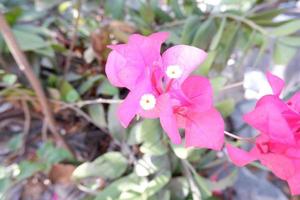 schöne frische Blumen als Hintergrund foto