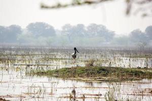 ein Schwarzhalsbestand in einem Feuchtgebietssee in Bharatpur, Rajasthan foto