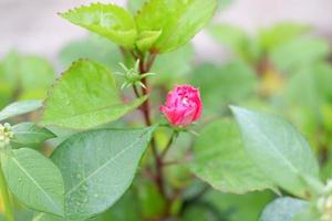 schöne frische Blumen als Hintergrund foto