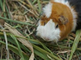 Farm Ratten auf der Suche nach Nahrung foto