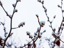 Hamamelis im Winter. Gelbe Blätter und Äste von Hamamelis Virginiana mit Schnee bedeckt. foto