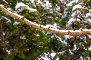Zweige von Ginkgo Biloba im Winter. die Zweige eines Baumes ohne Blätter sind mit Schnee besprenkelt. foto