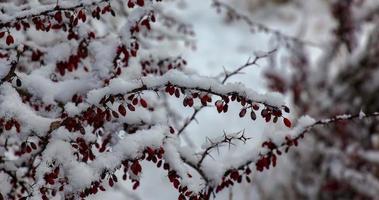 zweige von berberis thunbergii kelleriis im winter mit roten reifen beeren. Nach dem Auftauen bleiben ein wenig Schnee und gefrorene Wassertropfen auf den Beeren und Ästen zurück. unscharfer selektiver Fokus foto