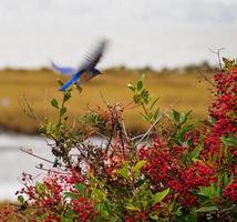 Hellblauer Vogel im Flug Wildtiere ernähren sich von einem Toyon-Beerenbusch foto