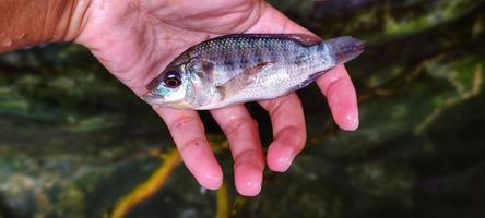 Mann hält Mujaer-Fische, die noch klein sind, bereit für die Samenauswahl foto