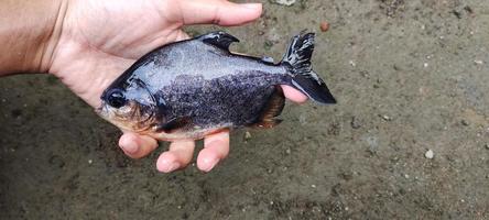 Ikan Bawal in der Hand, schwarzer Pomfret-Fisch oder Parastromateus-Niger-Fisch. foto