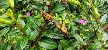 Insekten, die an kleinen Blütenpflanzen haften foto