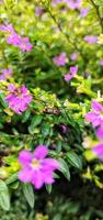 Porträt von Schönheitsblumen Taiwans foto