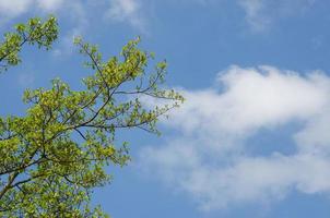 Baum im Frühling foto