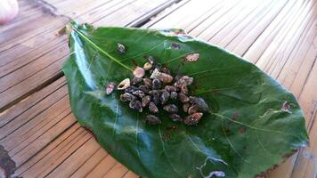 Muscheln werden in Blättern auf Holzbrettern gelagert, Hintergrund, Nahaufnahme foto