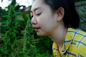 asiatische frau, die marihuanablume in der cannabisplantage riecht foto