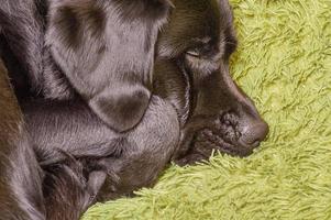 Hund Labrador Retriever Makrofoto beim Schlafen. Ein schwarzer Labrador ruht. Tier, Haustier. foto