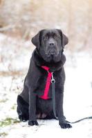 schwarzer Labrador-Retriever. Tier, Haustier. ein Hund in einem roten Geschirr und mit einer schwarzen Leine. foto