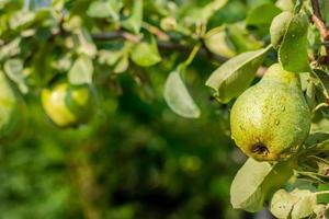 Reife grüne nasse Birne mit Regentropfen im Garten bedeckt. foto