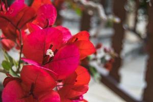 Rote Bougainvillea im Garten an sonnigen Tagen foto