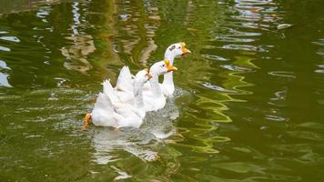 Gans schwimmt auf der Wasseroberfläche foto