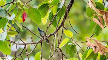 Schwarznacken-Monacrch thront auf einem Baum foto