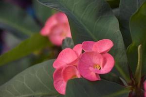 Rosa Poisian-Blumen blühen im Garten in Thailand 2 foto