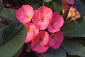 Rosa Poisian-Blumen blühen im Garten in Thailand 2 foto