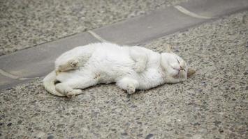 verlassene streunende weiße Katze foto