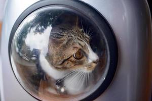 Tasche für Katze mit Katze im öffentlichen Garten. foto