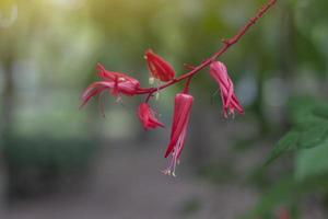 rote Blume von Bitterholz oder Quassia ist thailändisches Kraut. Die Eigenschaften der Wurzel sind fiebersenkend und verdauungsfördernd. foto