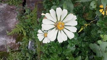 bellis perennis. Gänseblümchenblume mit verschwommenem Hintergrund, Ansicht von oben foto