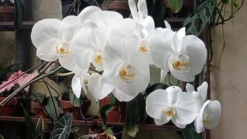 Mondorchidee oder Phalaenopsis amabilis. Orchideen oder Orchideen sind die größte Familie der einkeimblättrigen Pflanzen. indonesischer anggrek bulan auf selektivem fokus. foto